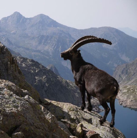 Vieux bouquetin m&acirc;le
